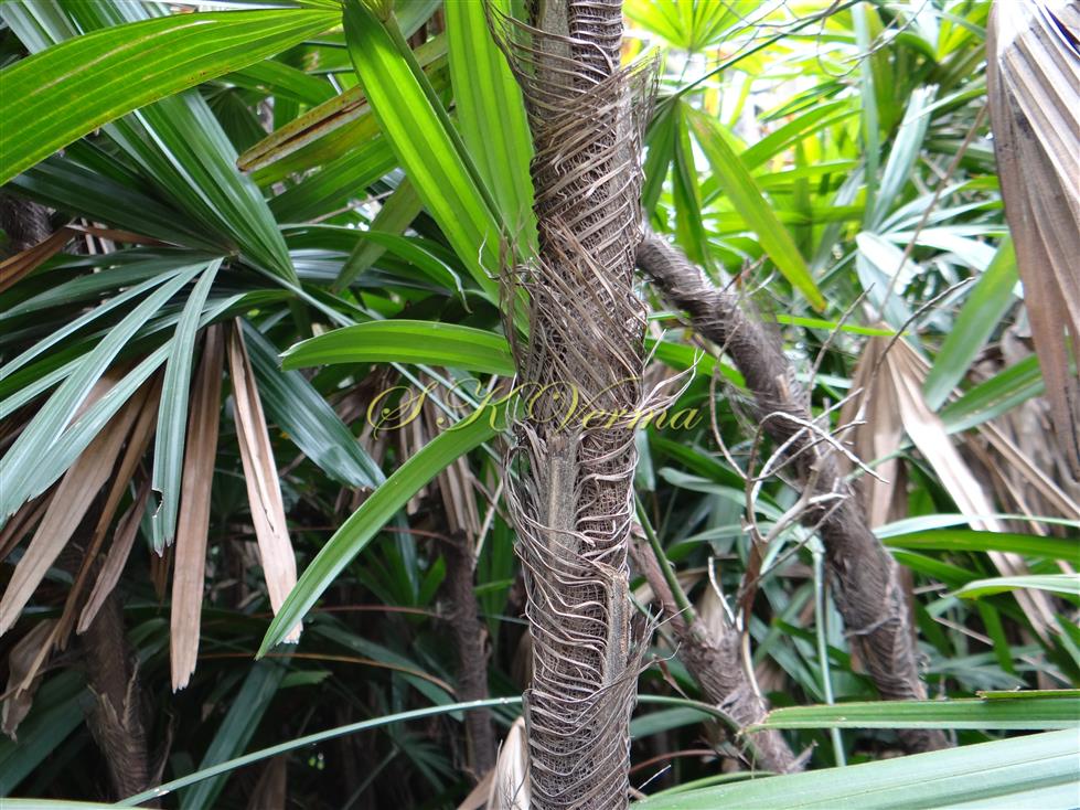  Stem with fibrous leaf sheath